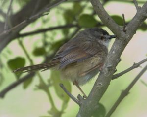 Tawny-Flanked Prinia - Amanzimtoti