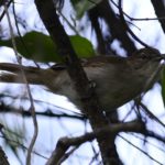Terrestial Brownbul - Chiredzi