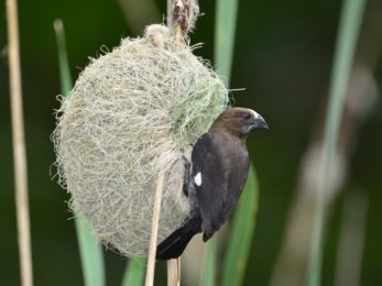 Thick Billed Weaver - Honde Valley