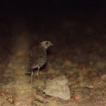 Three-Banded Courser - Kunene River