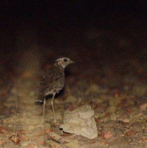 Three-Banded Courser - Kunene River