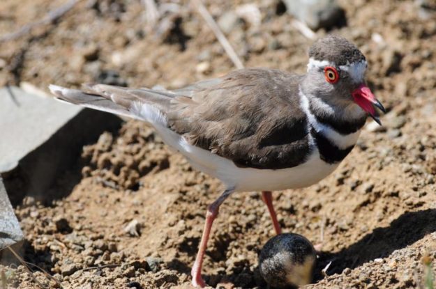 Three-Banded Plover - Imfolozi