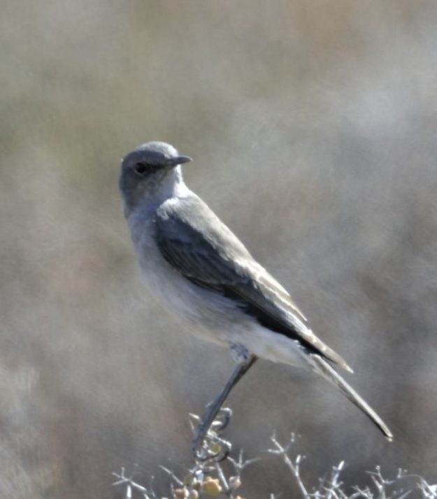 TracTrac Chat - Tankwa Karoo