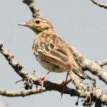Tree Pipit - Harare