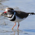 Three-Banded Plover 2 - Imfolozi