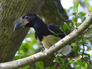 Trumpeter Hornbill - Umlalazi