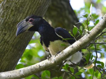 Trumpeter Hornbill - Umlalazi