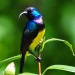 Variable Sunbird - Bvumba