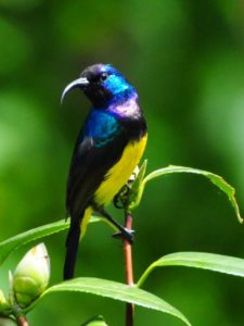 Variable Sunbird - Bvumba