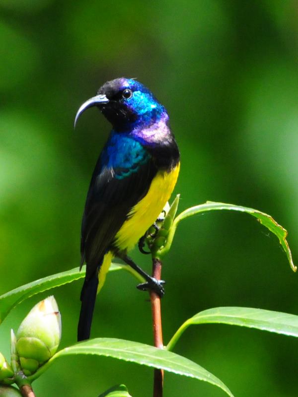 Variable Sunbird - Bvumba
