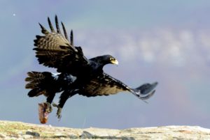 Verraux's Black Eagle - Vulture Hide