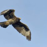 Verrauxs Eagle - Golden Gate