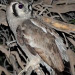Verrauxs Eagle Owl 2 - Kgalagadi