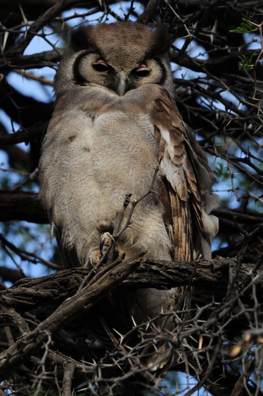 Verraux's Eagle Owl - Kgalagadi