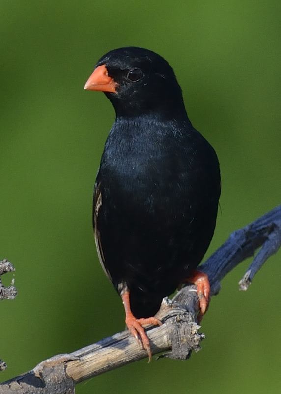 Village Indigobird - Chobe