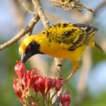 Village weaver