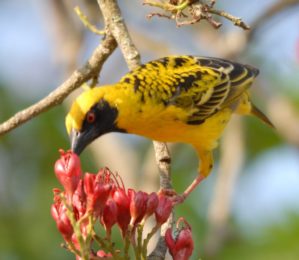 Village weaver