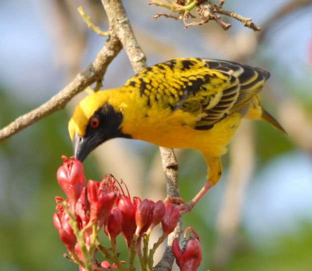 Village weaver
