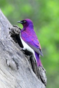 Violet-Backed Starling - Imfolozi