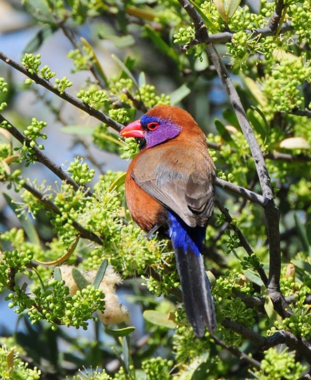 Violet-Eared Waxbill - Kgalagadi
