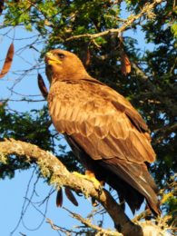 Wahlbergs Eagle - Phinda