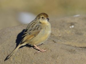 Wailing Cisticola - Naudesnek