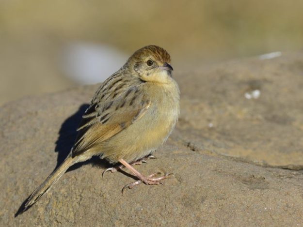 Wailing Cisticola - Naudesnek