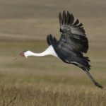 Wattled Crane - Ntsekeni