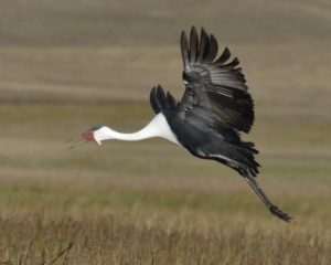Wattled Crane - Ntsekeni