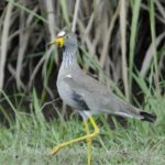African Wattled Lapwing - Simunye