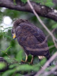 Western Banded Snake Eagle - Chobe