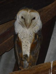 Western Barn Owl - Bonnievale
