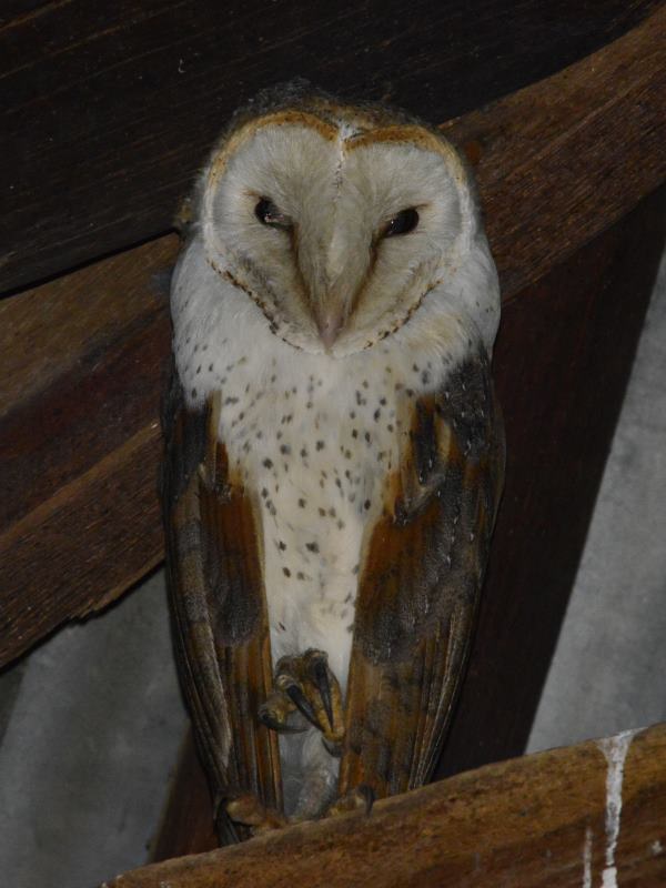 Western Barn Owl - Bonnievale