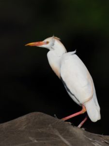 Western Cattle Egret - Phinda
