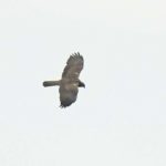Western Marsh Harrier - Harare