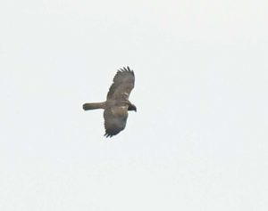 Western Marsh Harrier - Harare