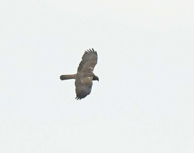 Western Marsh Harrier - Harare