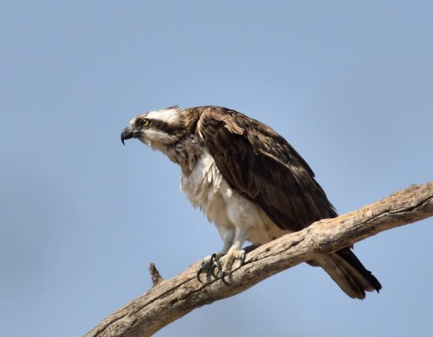 Western Osprey - Kruger Park