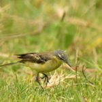 Western Yellow Wagtail - Harare