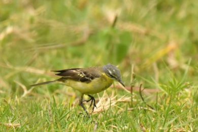 Western Yellow Wagtail - Harare