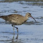 Whimbrel - Langebaan