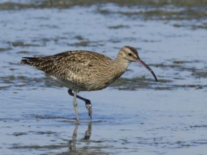 Whimbrel - Langebaan