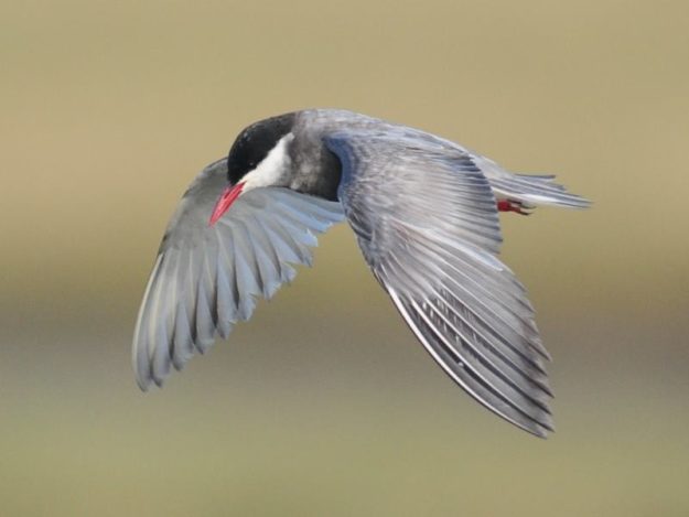 Whiskered Tern - Mozambique