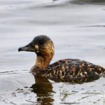 White-Backed Duck - Tala