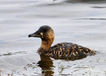 White-Backed Duck - Tala