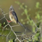 White-Backed Mousebird - Langebaan