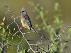 White-Backed Mousebird - Langebaan