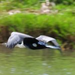 White-Breasted Cormorant - Itala