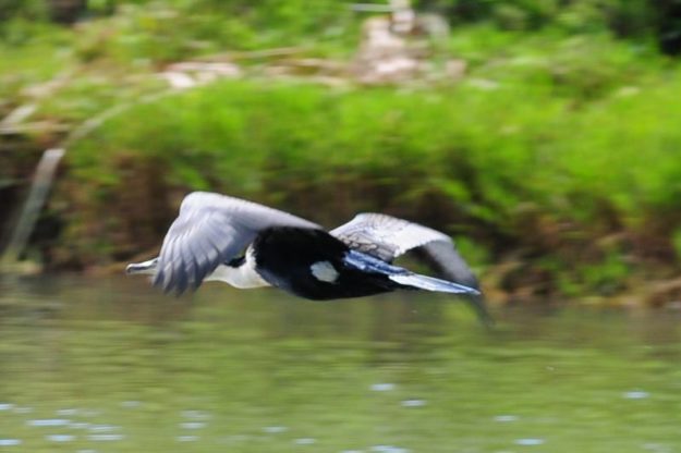 White-Breasted Cormorant - Itala