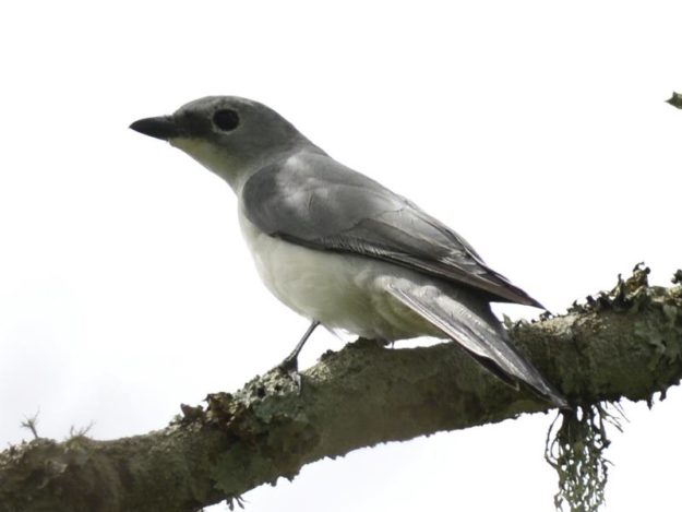 White-Breasted Cuckooshrike - Mutare